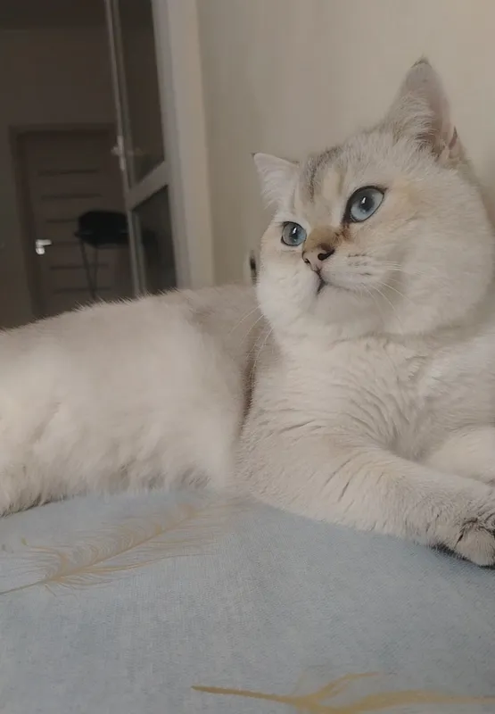 Вязка кошак Mushuk chatishtirish — фото 1