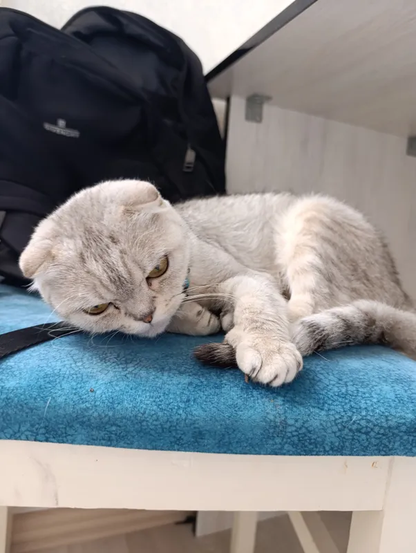 кошка породистая — фото 3