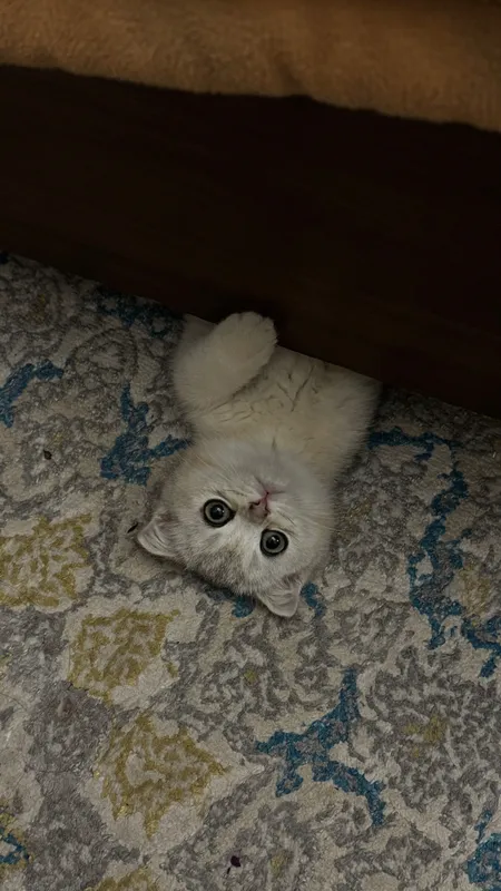 Шотландский скотиш фолд — фото 2