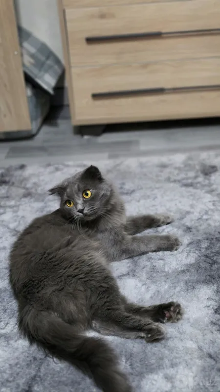 Вязка шотландского вислоухого кота Scottish Fold 2 Вязка шотландского вислоухого кота Scottish Fold 2
