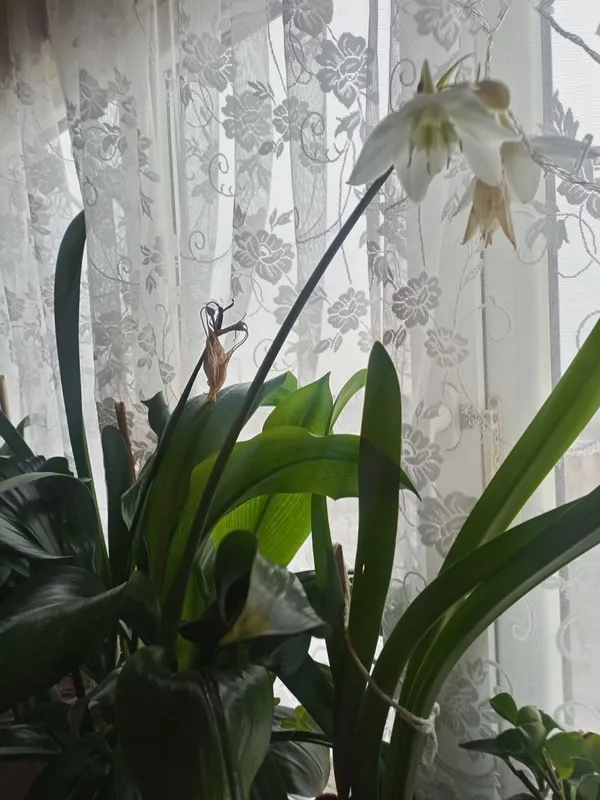 Продам амазонскую лилию. 1 Продам амазонскую лилию. 1