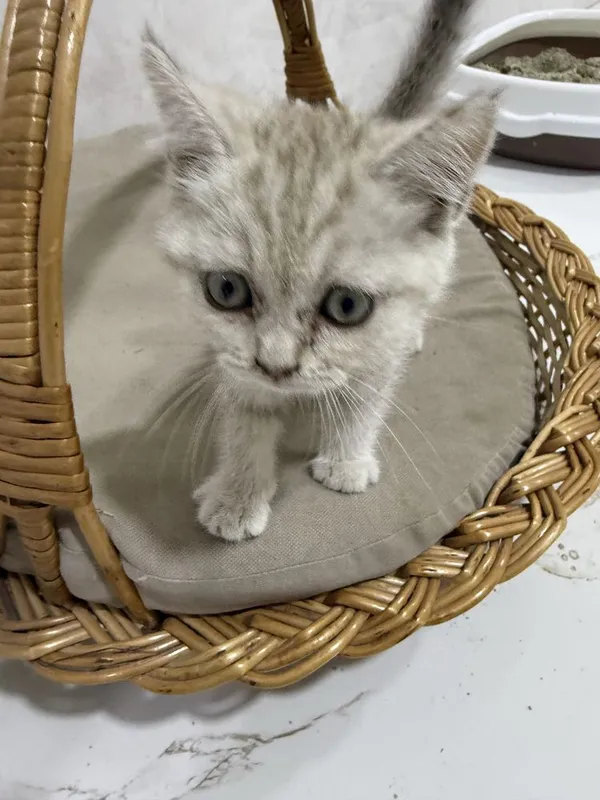 Котята золотые шиншилы 3 Котята золотые шиншилы 3