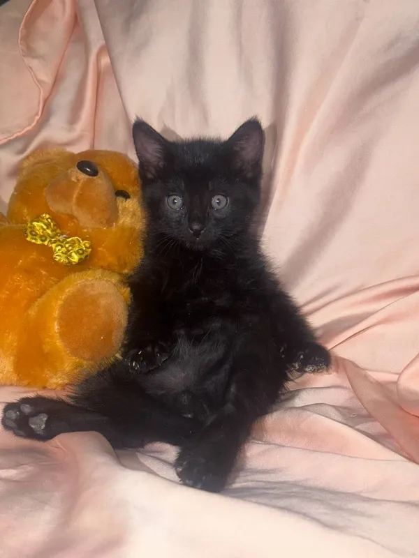 Котята 1,5 месяцев — фото 1