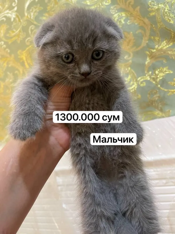 Скотиш фолд 1.5 месяца