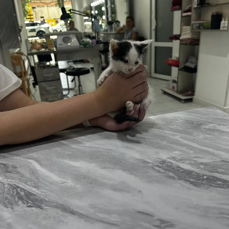 КОТЯТА в добрые и ответственные руки 4 КОТЯТА в добрые и ответственные руки 4