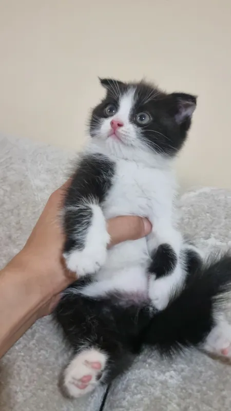 Шотландский фолд и Шотландский страйт 3