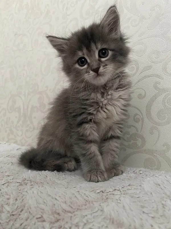 Котёнок маленький