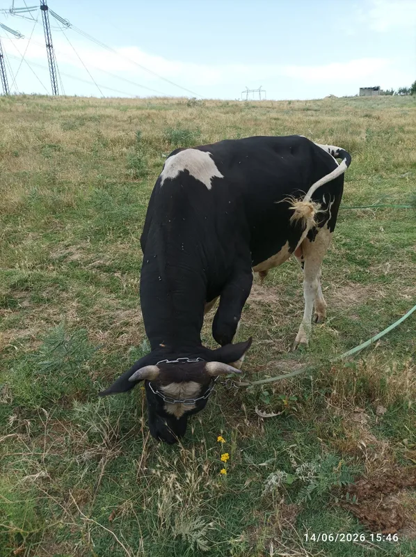 Ikkita novs sotiladi boqishga tayyor