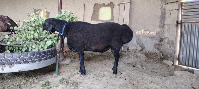 Hisori qo'chqorlar sotiladi. 1