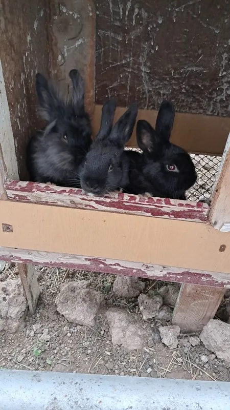 Quyon sotiladi 3 ta bor lilipud, karlik 1 ta erkek 2 ta urgʻoch