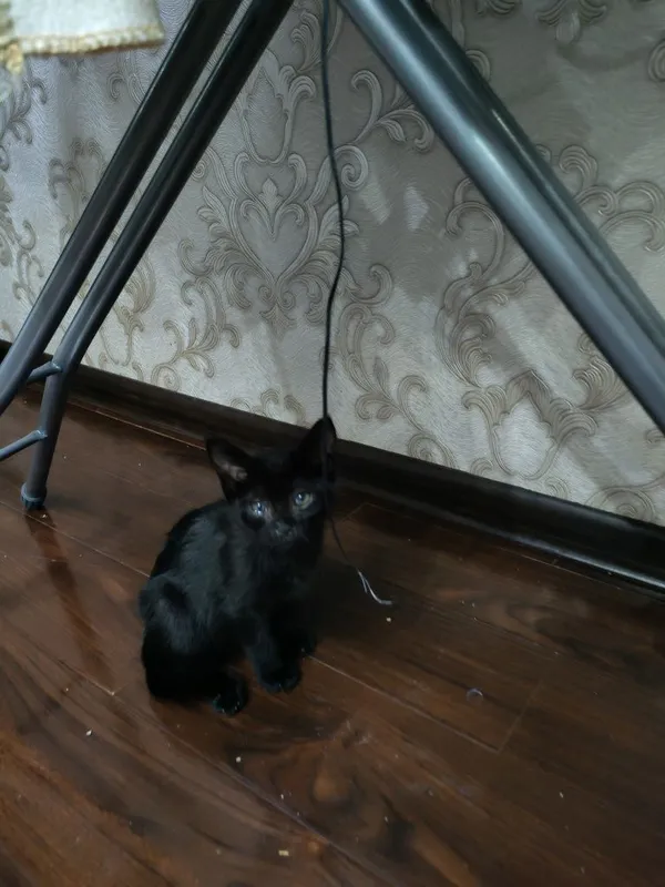 Котята в добрые руки — фото 1
