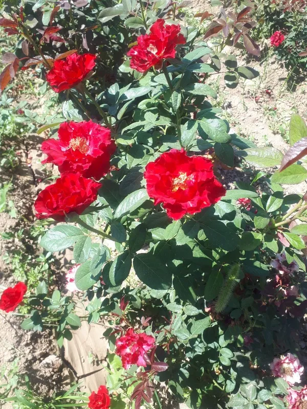 Atirgul koʻchatlari sotiladi