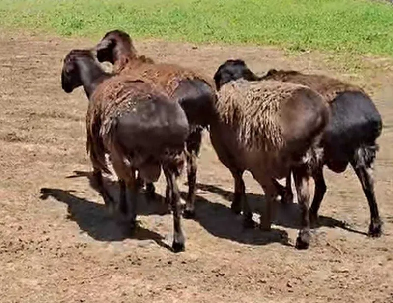 Qo‘y va qo‘chqorlar sotuvda mavjud