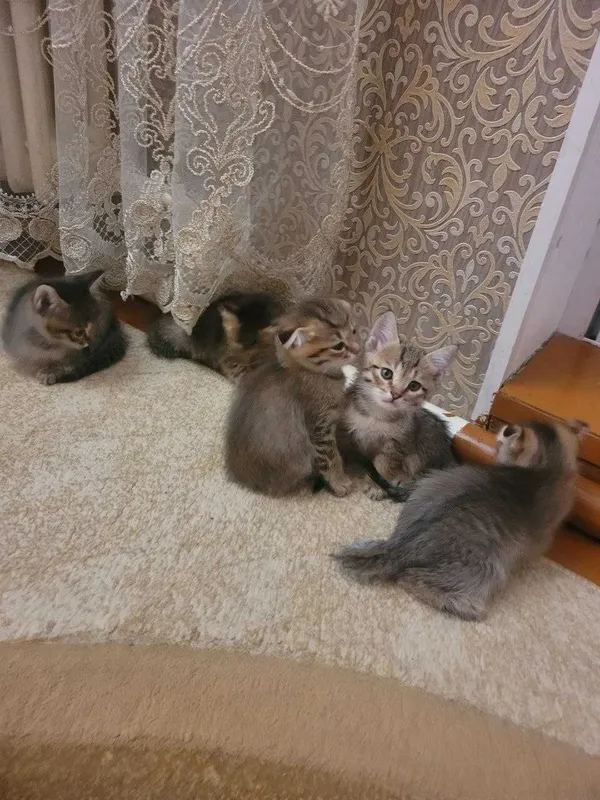 Отдам в хорошие руки котят — фото 2