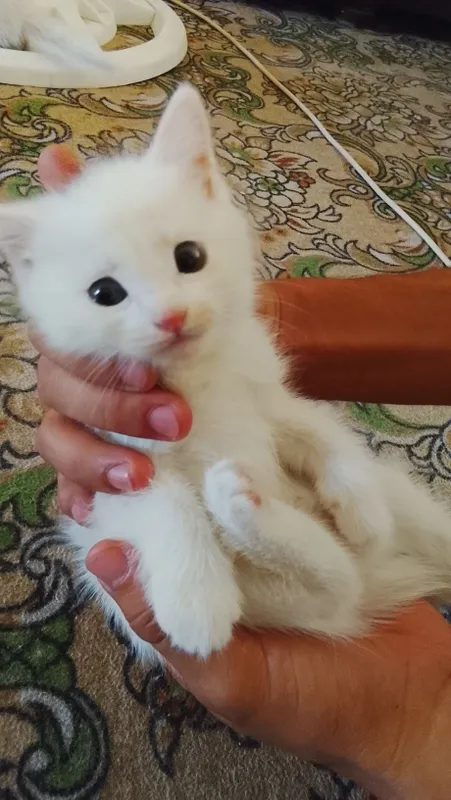 Продаётся кошка с котятами 2 Продаётся кошка с котятами 2