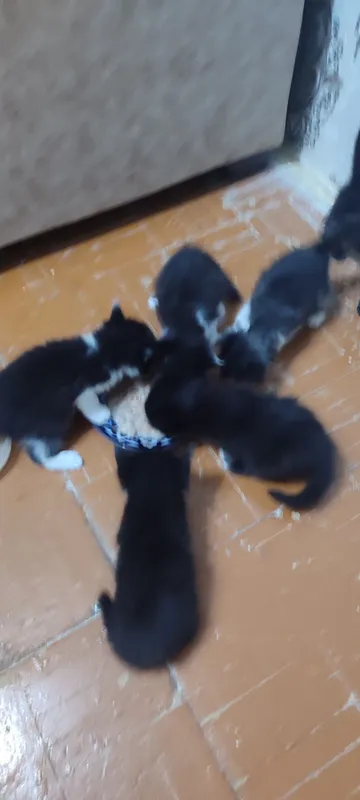 Отдам котят в хорошие руки