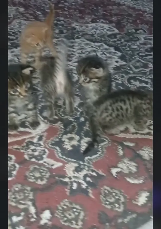 Rasmdigi zotli mushuni bollari sotladi 5ta 1
