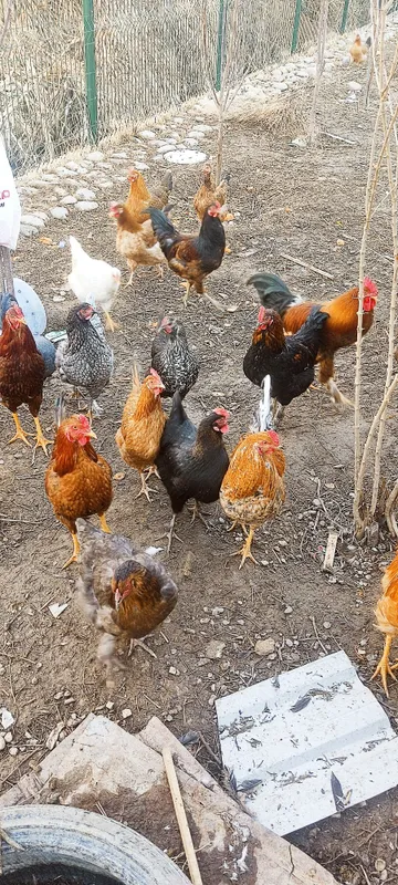 Xorozlar sotiladi