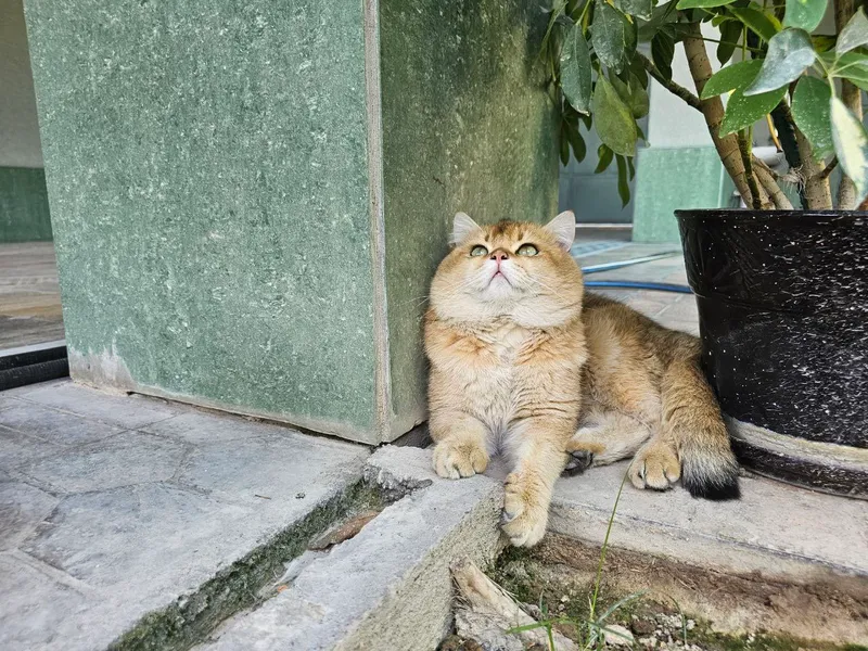 Yetuk jojalar rus uy qurilishi porno Qiz bilan hayvonlar jinsiy aloqa video