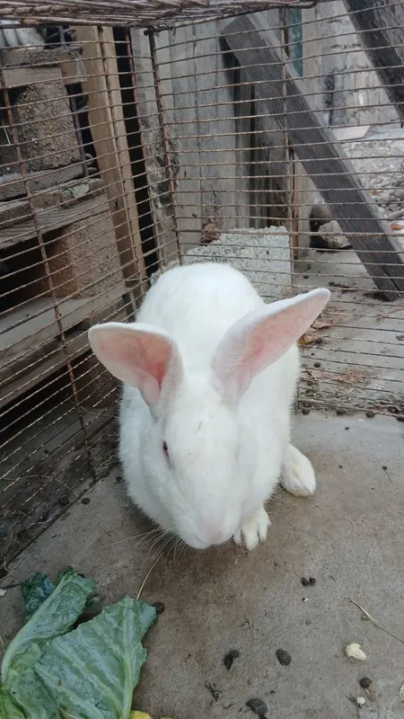 Quyonlar sotiladi