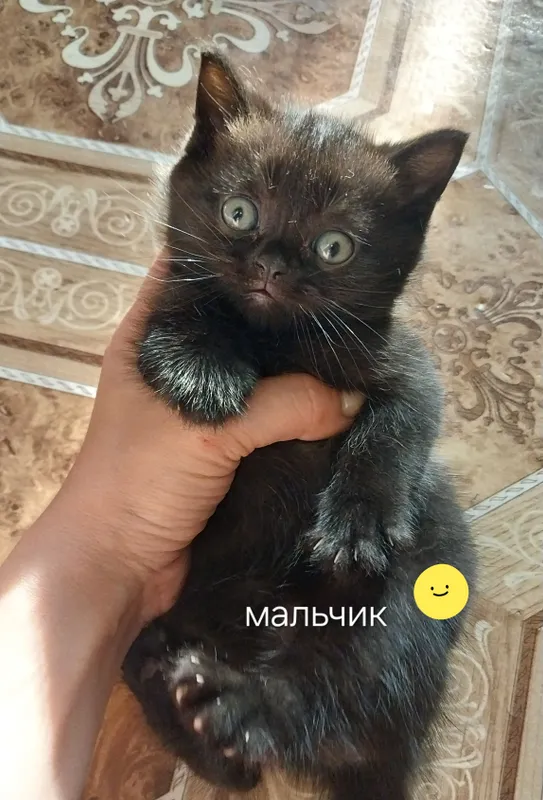 котята пародистые — фото 3