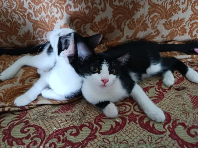 Котята в добрые, ответственные руки 3 Котята в добрые, ответственные руки 3