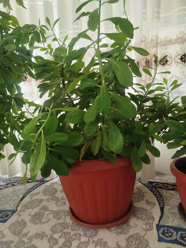 gullar sotiladi narhi kelishiladi — фото 5