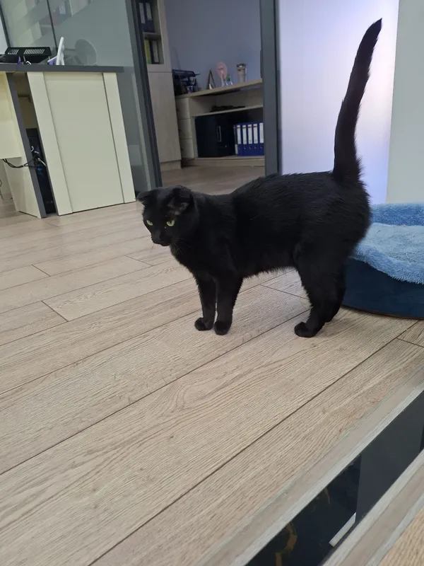 Кошка девочка кастрат скоттиш-фолд 2 Кошка девочка кастрат скоттиш-фолд 2
