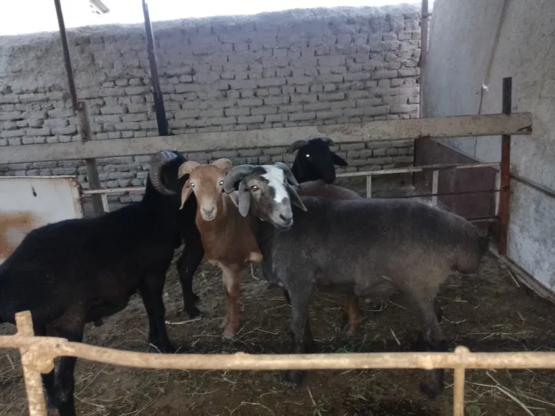 Quchqorlar sotiladi sog'lom semiz quchqorlar