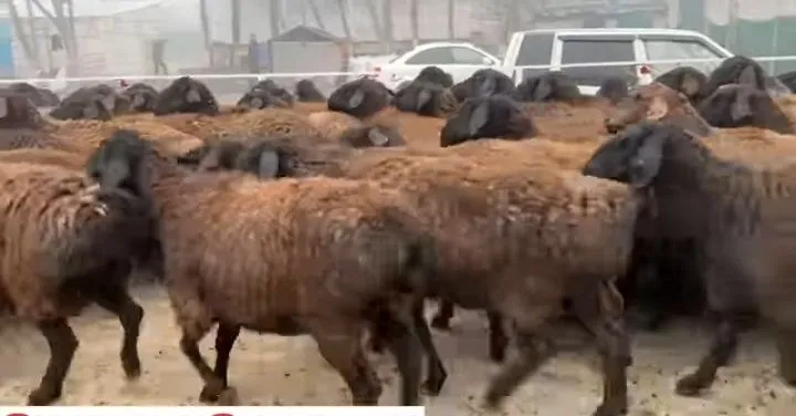 Ona Qo'ylar Sotiladi Siroshniy 4500 dan Kami bor ona qo'ylar sotiladi