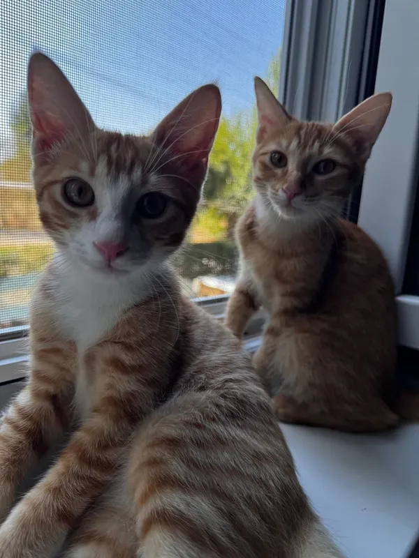 Котята отдам даром 3 Котята отдам даром 3