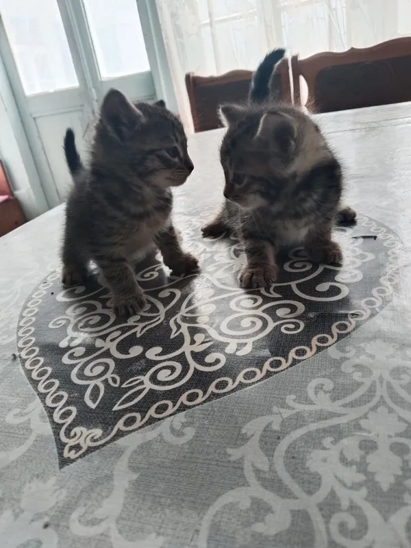 Кошка канадский финская