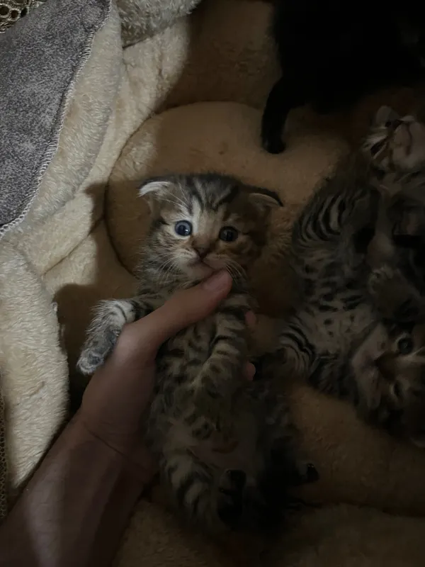 Вислоухие котята скоттиш фолд — фото 2
