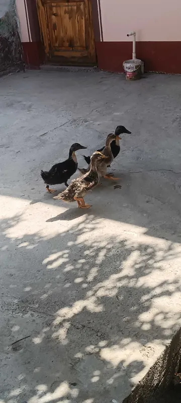 O'rdakchalar sotiladi 3 O'rdakchalar sotiladi 3