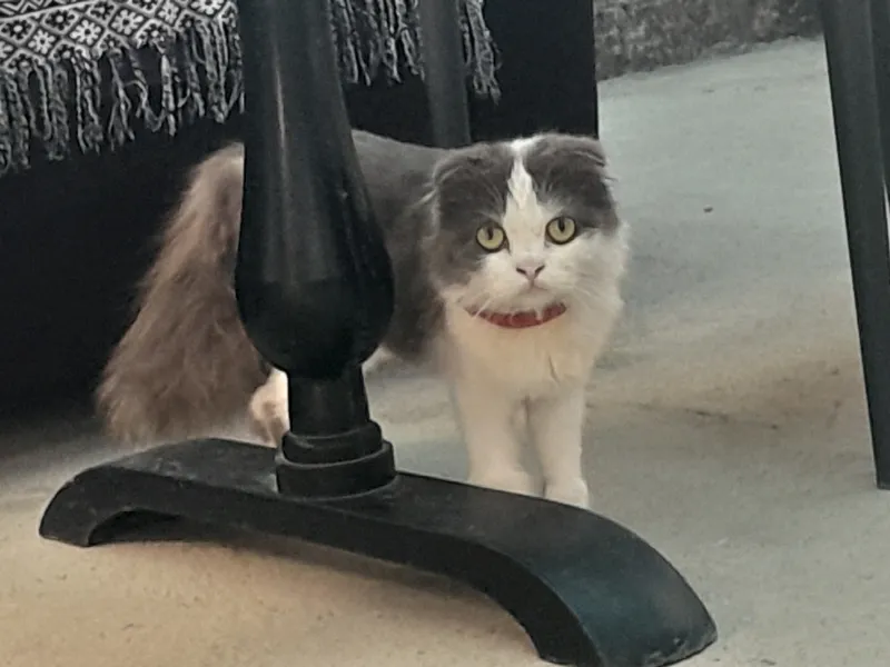 Кошка скотш самка 2