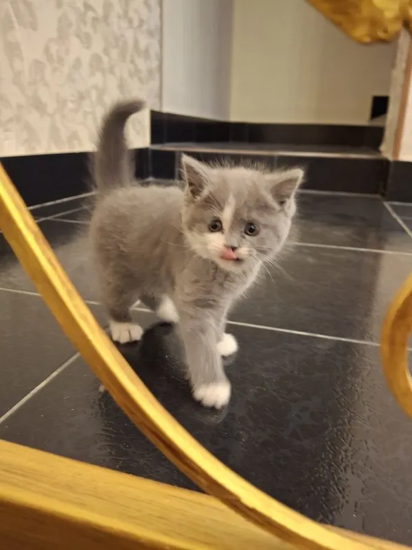 Кошка породистая — фото 2