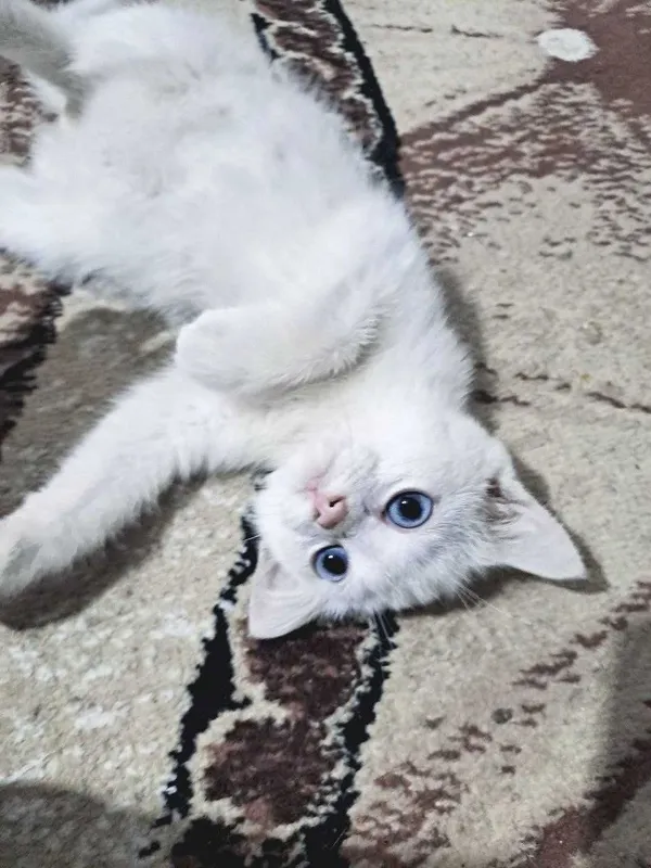 Кот "Mavi" белый голубоглазый 1 Кот "Mavi" белый голубоглазый 1