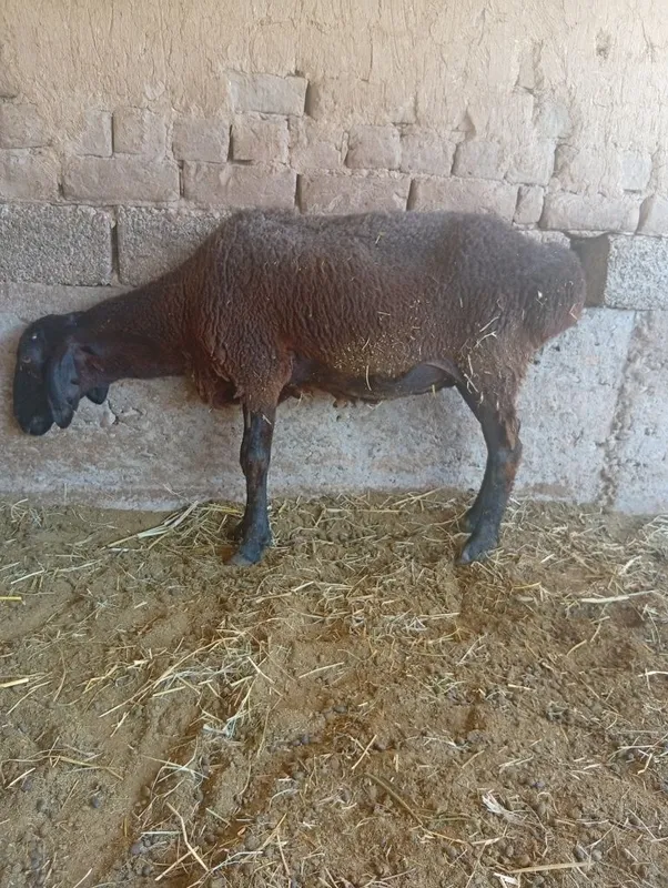 Qoʻy soğliq sotiladi 2 Qoʻy soğliq sotiladi 2