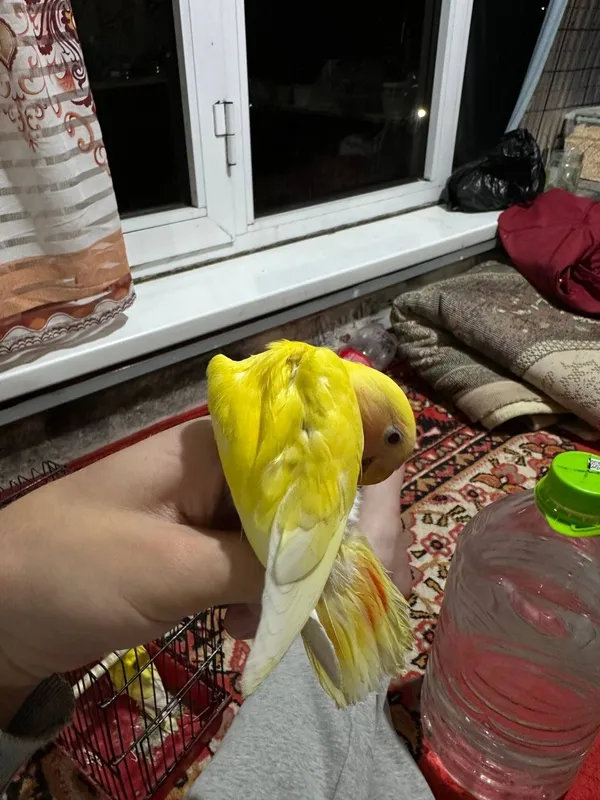 Неразлучники молодые — фото 3