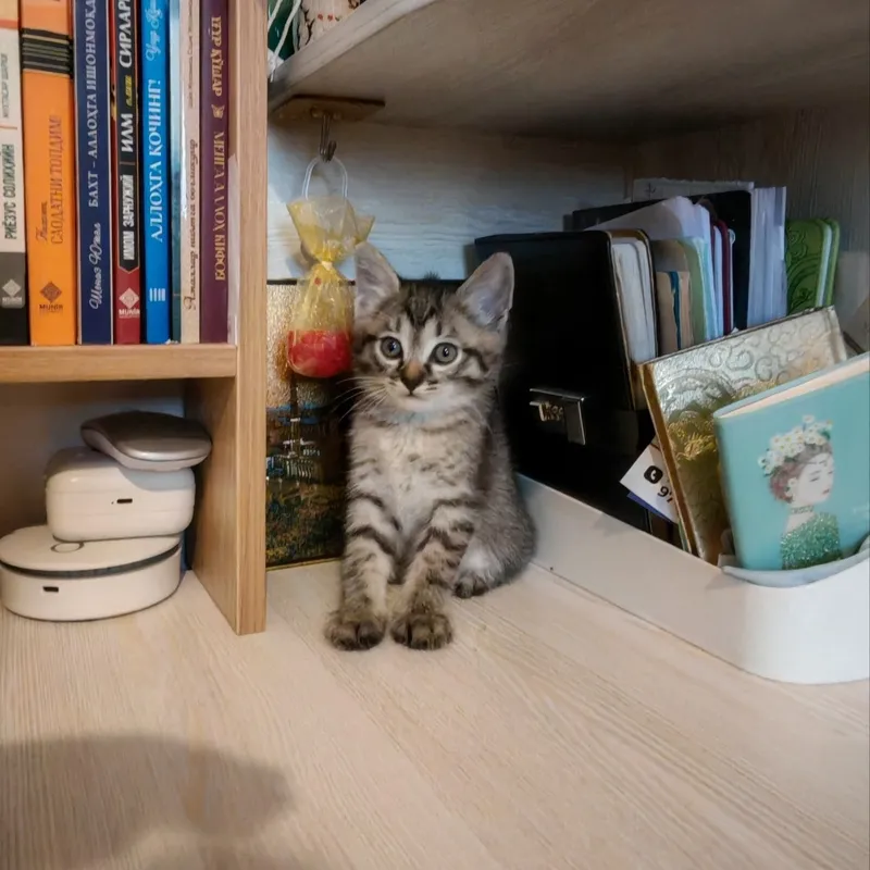 Котёнок отдам бесплатно