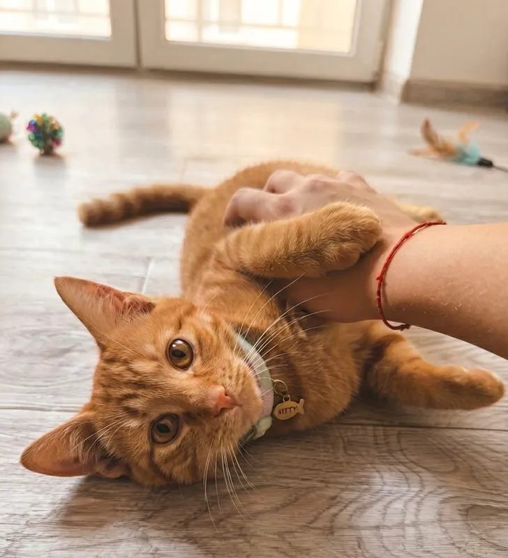 отдаём в хорошие руки кошку 1