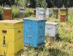 Продаем пчелосемьи готовый бизнес для здоровья и богатства — фото 1