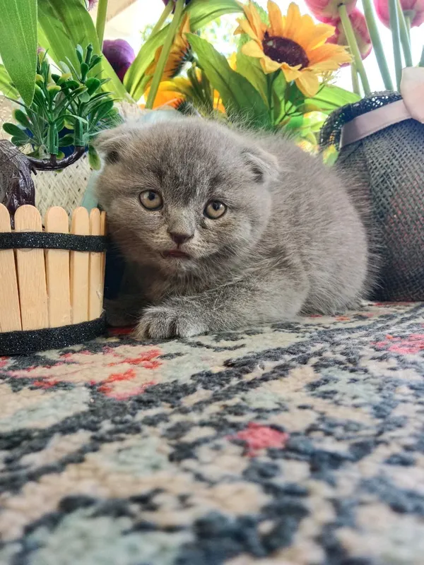 котята на продаже, умные, игривые, знают лоток 3