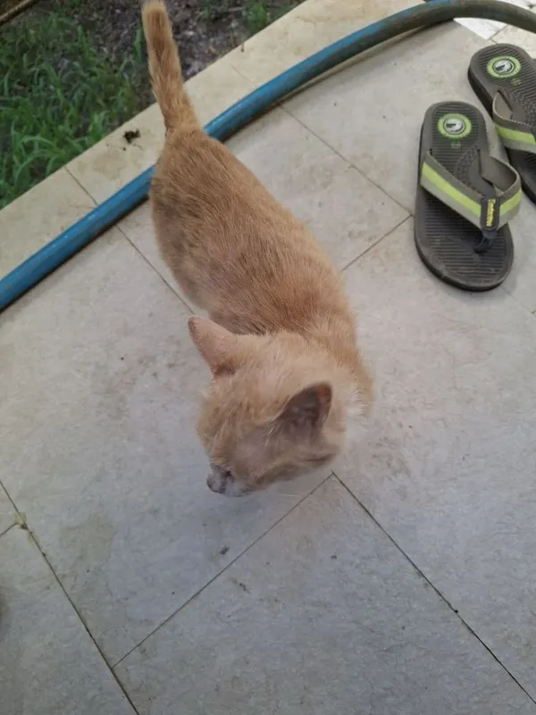 Отдадим бесплатно котёнка в добрые руки 3