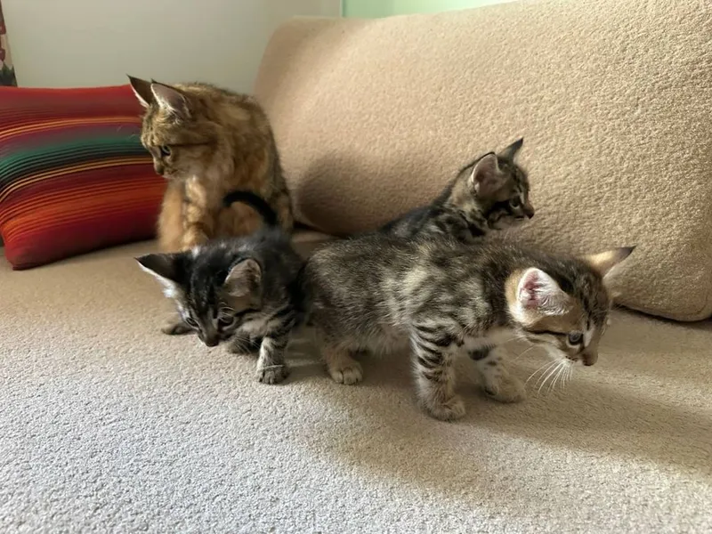 Красивые пушистые котята 3 Красивые пушистые котята 3
