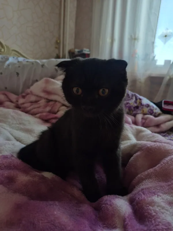 продаю котёнка 3 месяца — фото 2