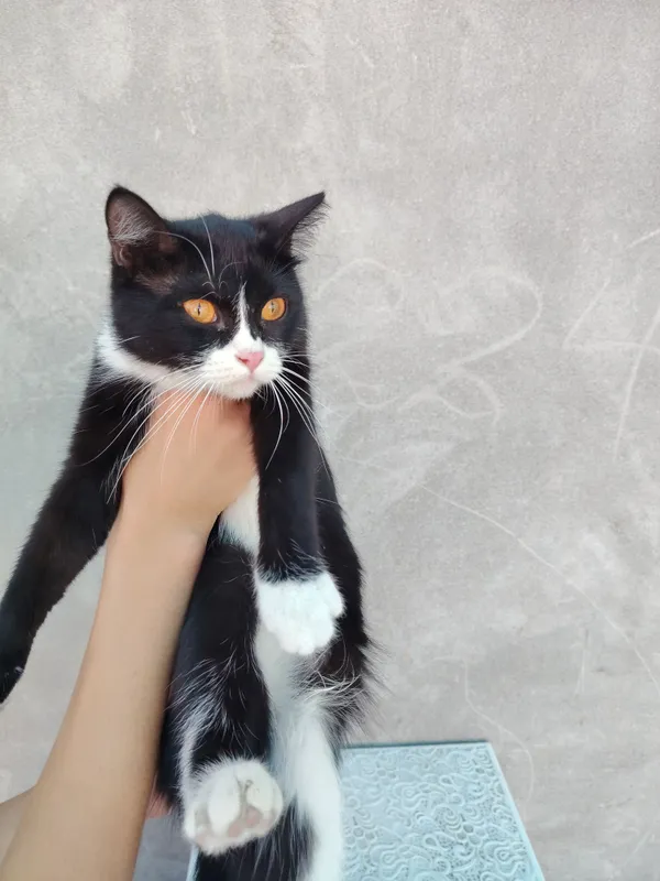 Кошка 1 Кошка 1
