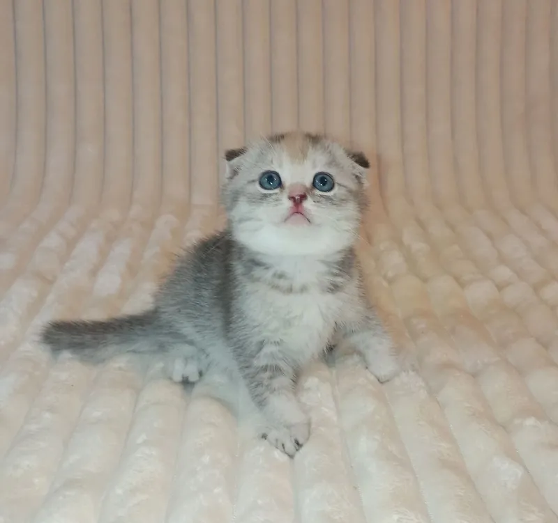 Продается шикарный котенок девочка, фолд — фото 3