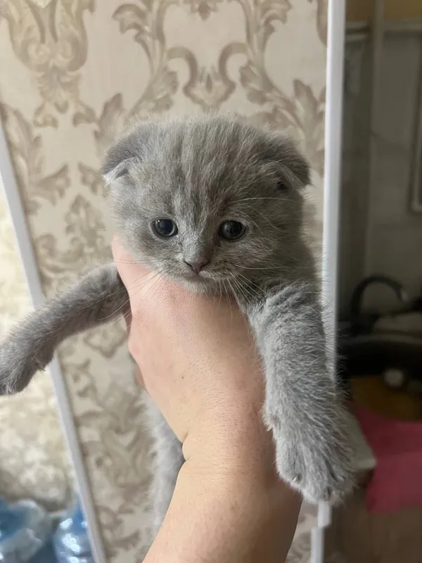 Маленький котенок 1