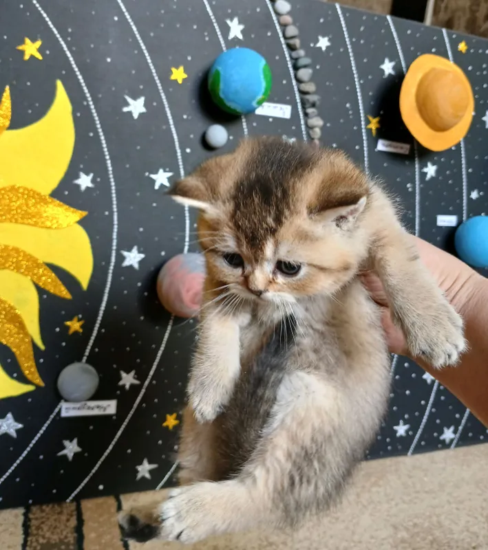 котята фолд страйт 6